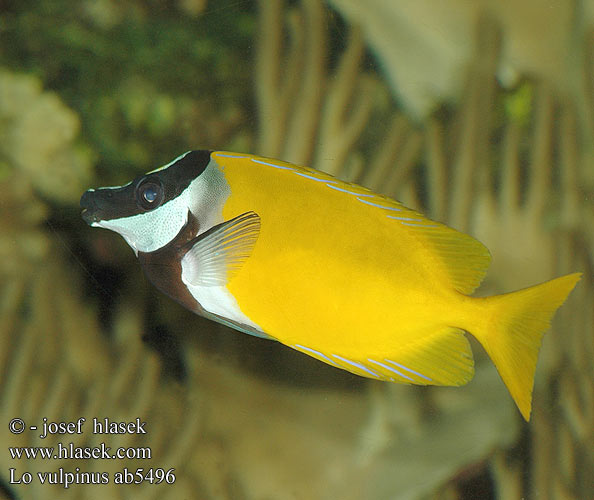 Lo vulpinus Siganus Foxface Rabbitfish Fuchsgesicht Siganus vulpinus Rókafejű nyúlhal ヒフキアイゴ Kettukala 狐蓝子鱼 Králičkovec liščí Gewone Vossenkop Лисица желтая Ло