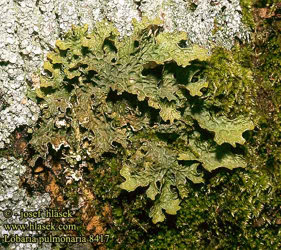 Lobaria pulmonaria Tree lungwort Almindelig lungelav