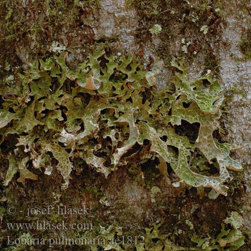 Raidankeuhkojäkälä Lichen pulmonaire Longenmos Granicznik płucnik