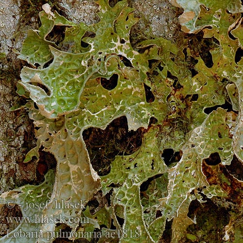 Důlkatec plicní Pulmonaria Arbol Lunglav Лобария легочная