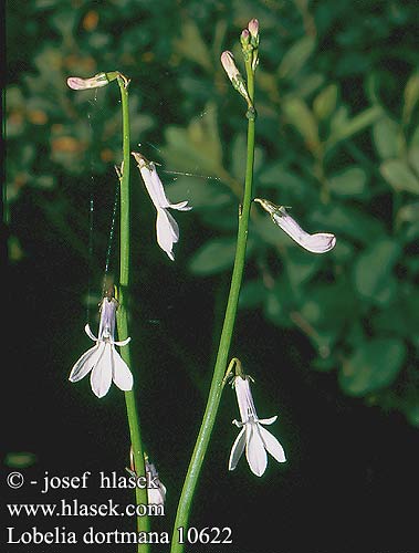 Lobelia dortmana UK: Water lobelia DK: Tvepibet lobelie FI: Muutamia nuottaruohoja FR: Lobélie de Dortmann NL: Waterlobelia DE: Wasser Lobelie Wasserlobelie Wasser-Lobelie PL: Lobelia jeziorna SE: Notblomster