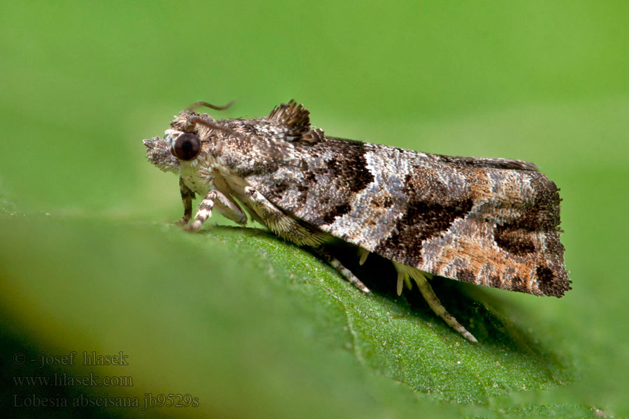 Lobesia abscisana fuligana