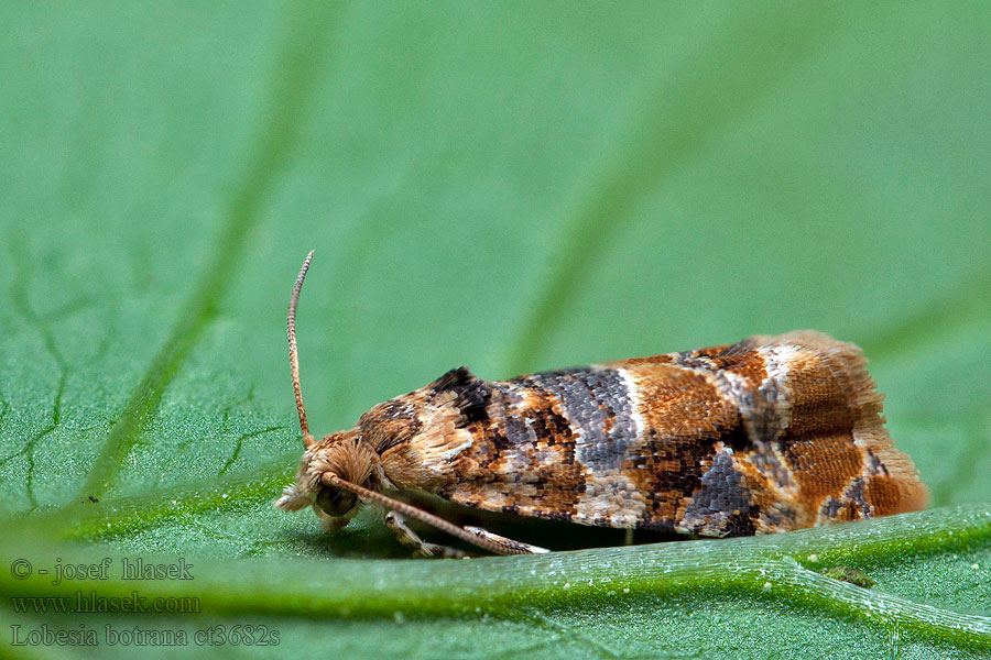 Lobesia botrana European Vine Moth Obaľovač mramorovaný