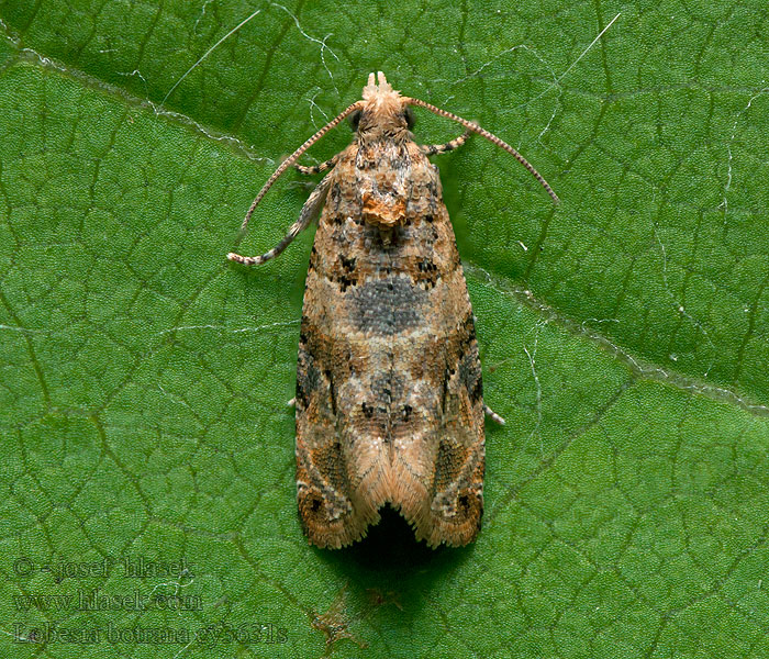 Bekreuzter Traubenwickler Lobesia botrana