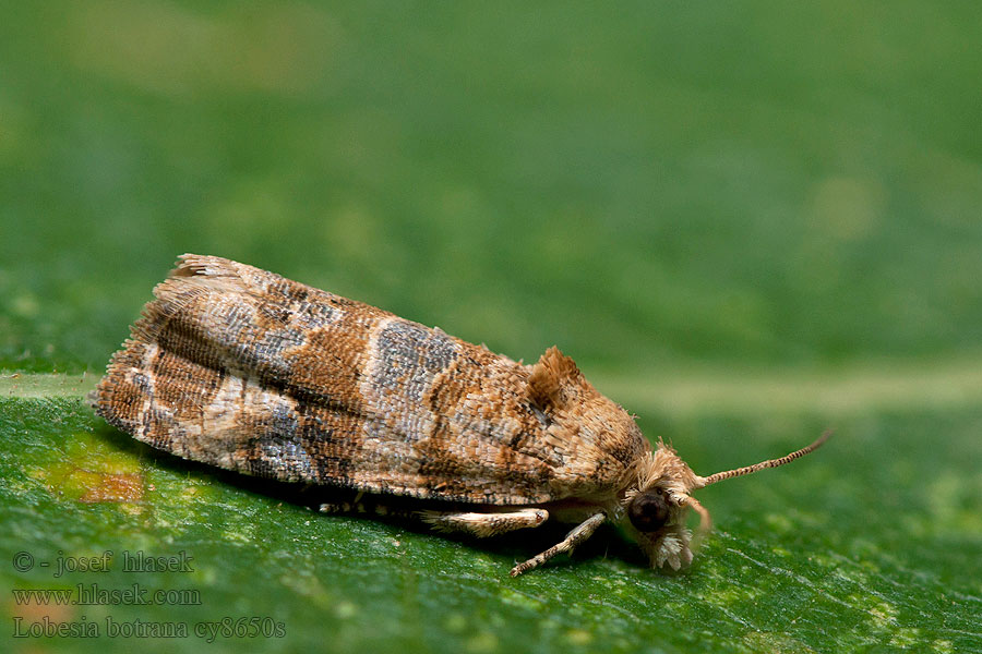 European Vine Moth Lobesia botrana