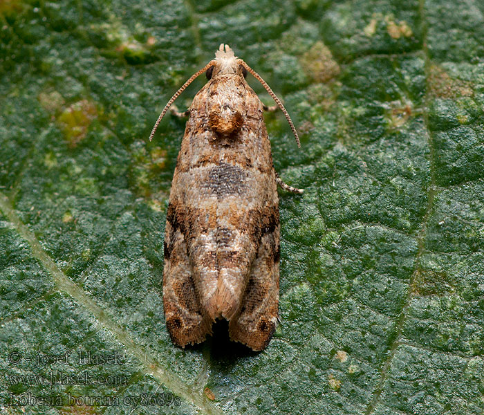 Eudémis Vigne Lobesia botrana