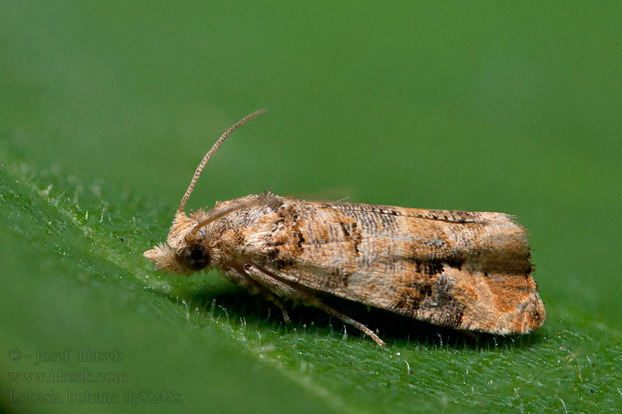 Lobesia botrana
