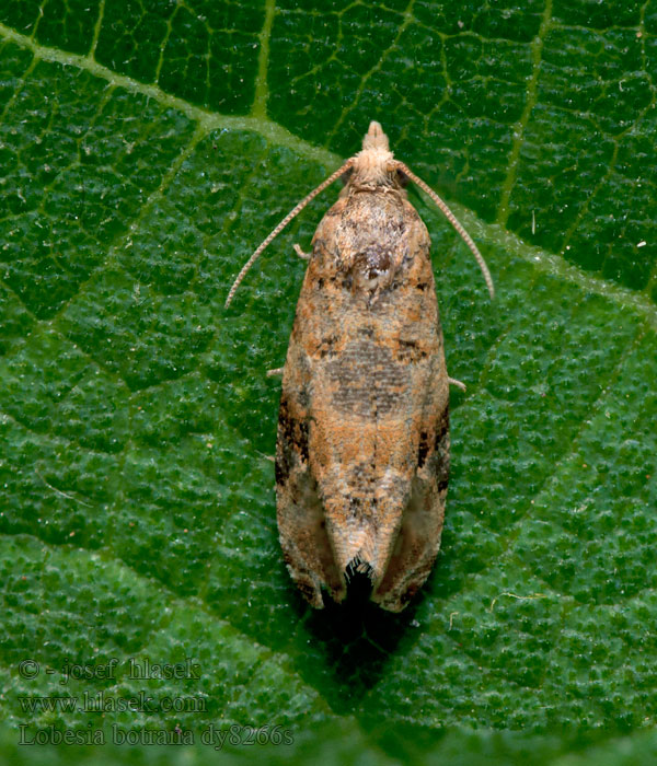 Arañuelo vid Tignoletta dell'uva Lobesia botrana
