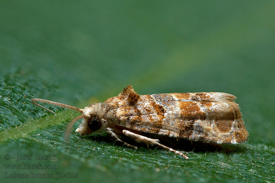 European Vine Moth Obaľovač mramorovaný Lobesia botrana