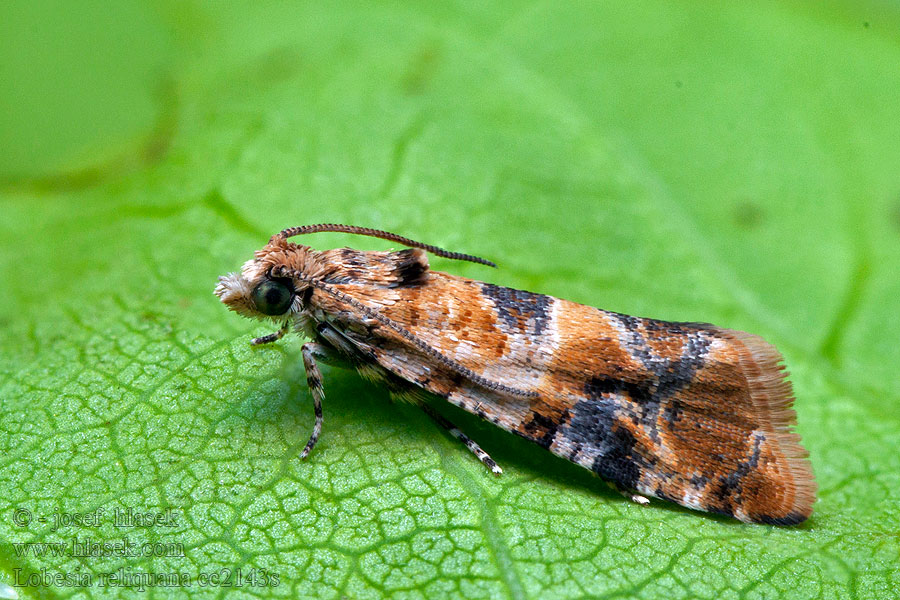 Lobesia reliquana Harlekijnbladroller