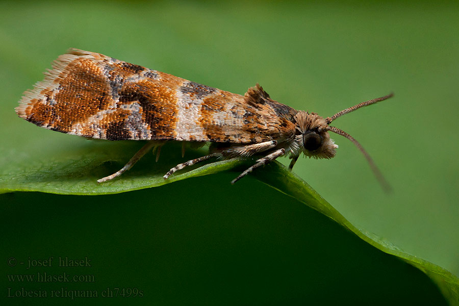 Harlekijnbladroller Lobesia reliquana