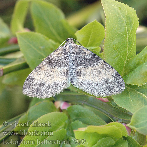 Lobophora halterata ah2999