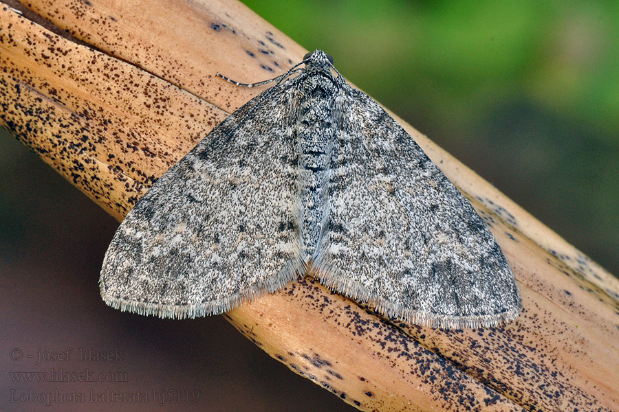 Lobophora halterata Seraphim Piadivka topoľová Haltère