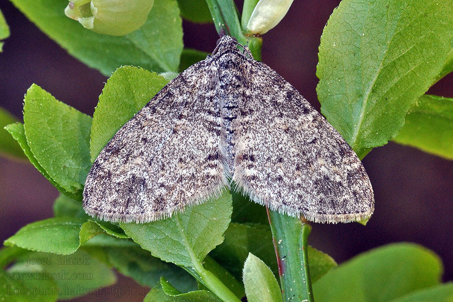 Lobophora halterata Płatynka osikówka Lichte blokspanner