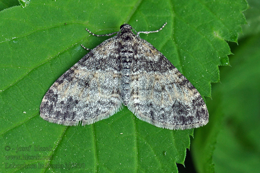 Lobophora halterata Ospetungemåler Poppel-lapvinge