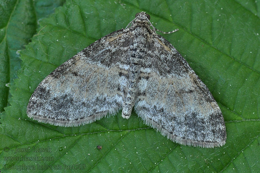 Šedokřídlec osikový Lobophora halterata