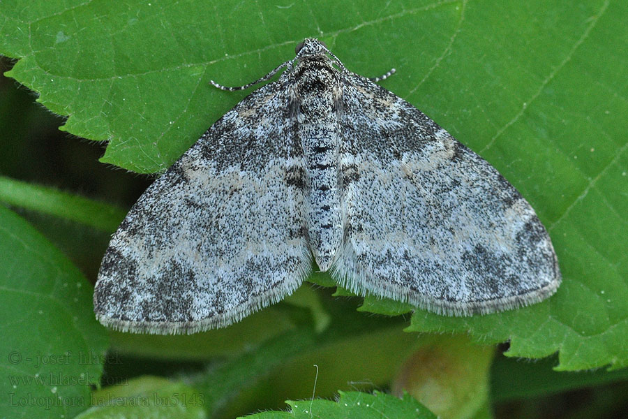 Grauer Lappenspanner Seraphim Lobophora halterata