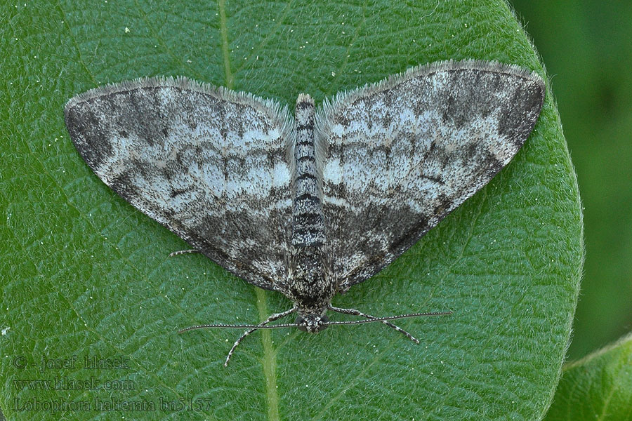 Piadivka topoľová Haltère Lobophora halterata