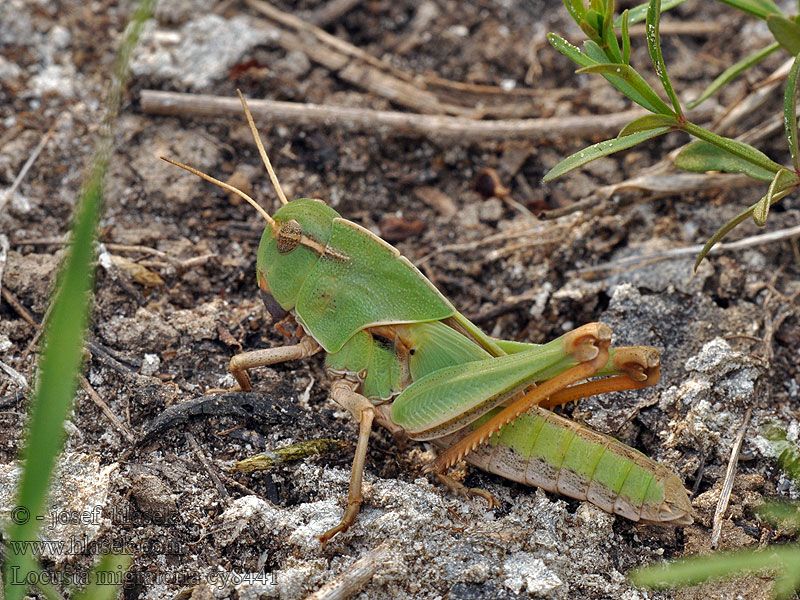 Locusta migratoria Saranče stěhovavé Szarańcza wędrowna Europese treksprinkhaan Saranča sťahovavé