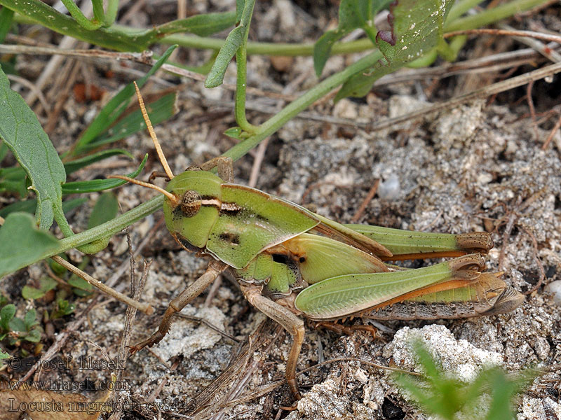 Locusta migratoria Saranče stěhovavé Europäische Wanderheuschreck Migratory locust Саранча перелётная