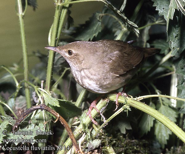 Locustella fluviatilis River Warbler Schlagschwirl