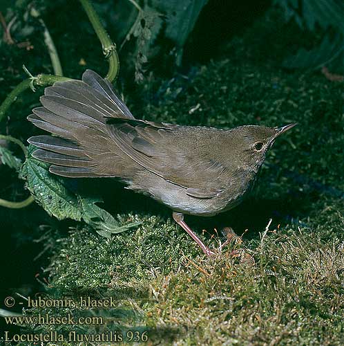 Locustella fluviatilis 936