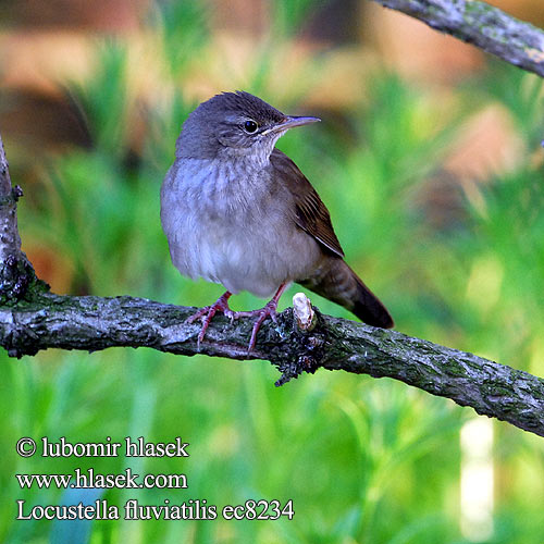 Berki tücsökmadár Locustella fluviatilis River Warbler Schlagschwirl