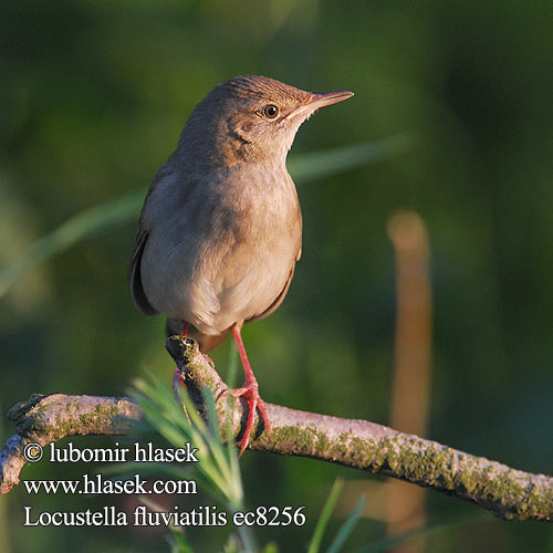 River Warbler Schlagschwirl Locustelle fluviatile Buscarla Fluvial