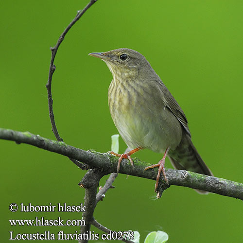 Berki tücsökmadár Locustella fluviatilis River Warbler