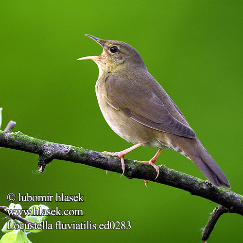 Schlagschwirl Locustelle fluviatile Buscarla Fluvial