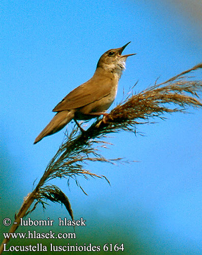 Locustella luscinioides Savi's Warbler Rohrschwirl Locustelle luscinioïde