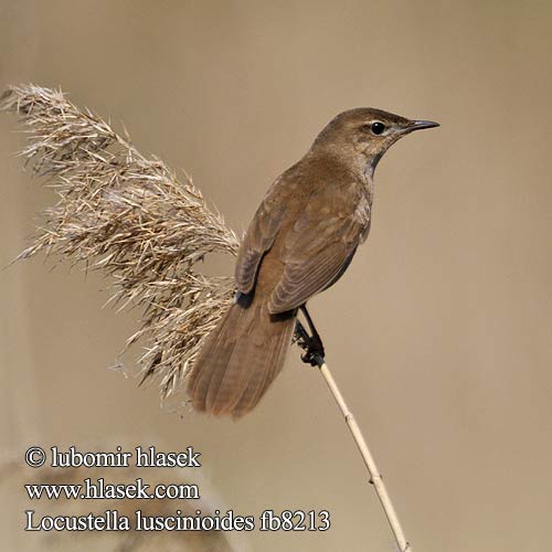 Običan cvrčić Obični Locustella luscinioides Savi's Warbler