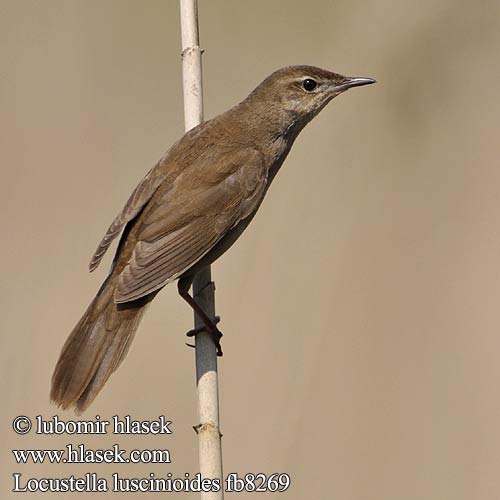 Savi's Warbler Rohrschwirl Locustelle luscinioïde Buscarla Unicolor