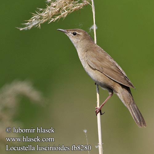 Rohrschwirl Locustelle luscinioïde Buscarla Unicolor