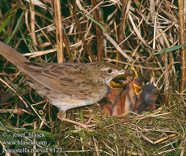 Locustella naevia Grasshopper Warbler Feldschwirl Locustelle tachetée