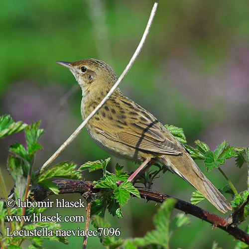 Vosa-ritsiklind Locustella naevia Grasshopper Warbler Feldschwirl