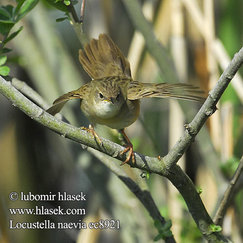 Grasshopper Warbler Feldschwirl Locustelle tachetée Buscarla Pintoja