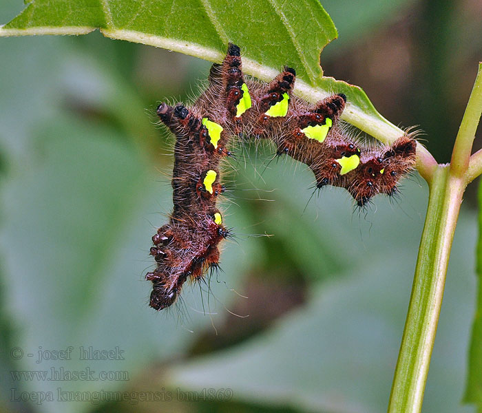 Loepa kuangtungensis