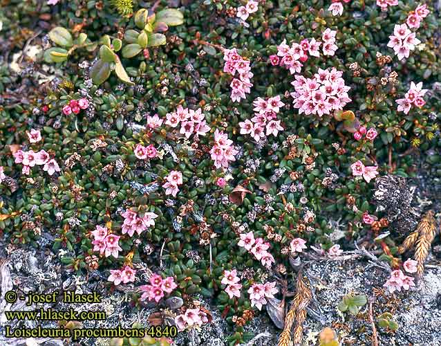 Loiseleuria procumbens Trailing azalea Kryblyng Sielikkö Azalée alpine