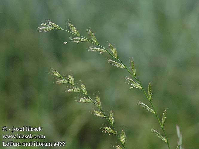 Lolium multiflorum Italian ryegrass Italiensk rajgras Italianraiheinä