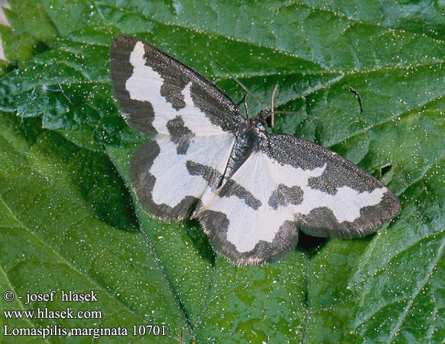 Lomaspilis marginata Clouded Border Bordure entrecoupée