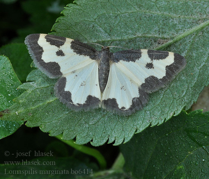 Lomaspilis marginata Randmåler Liten fläckmätare ｼﾛｵﾋﾞﾋﾒｴﾀﾞｼｬｸ