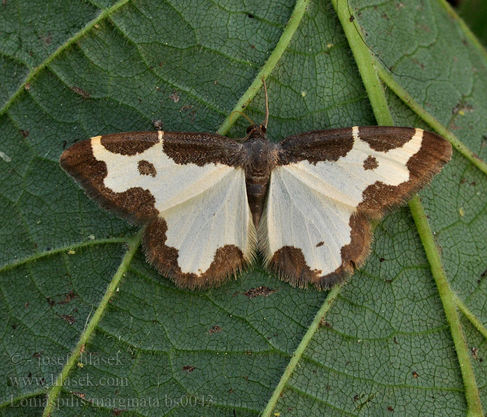 Lomaspilis marginata Clouded Border Bordure entrecoupée