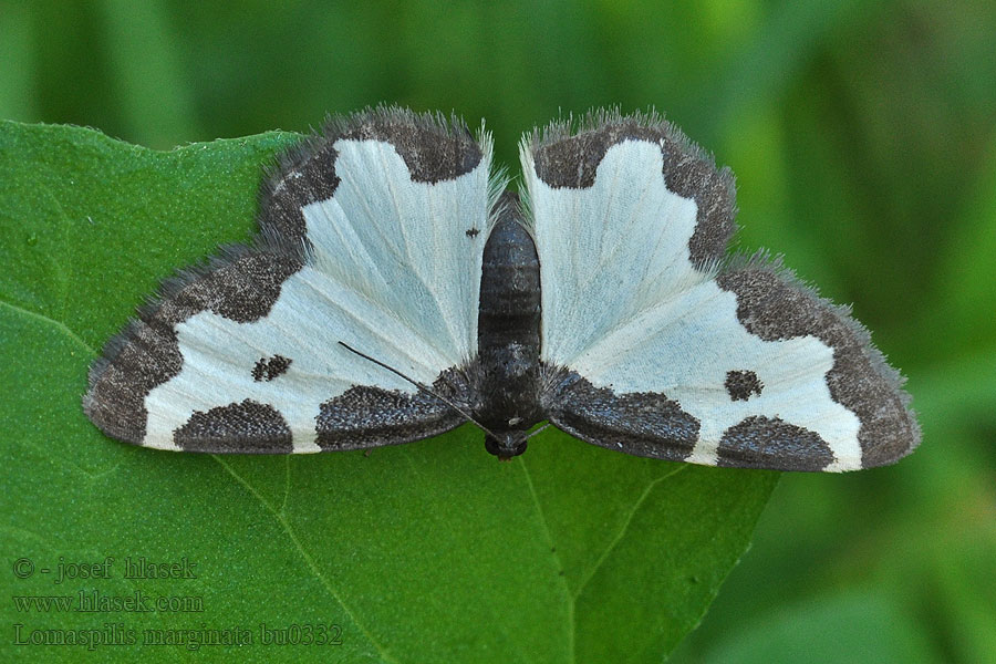 Clouded Border Lomaspilis marginata