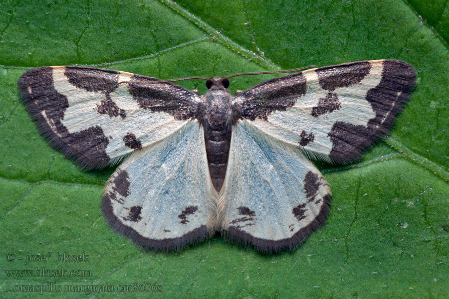 Skvrnopásnik lískový Lomaspilis marginata