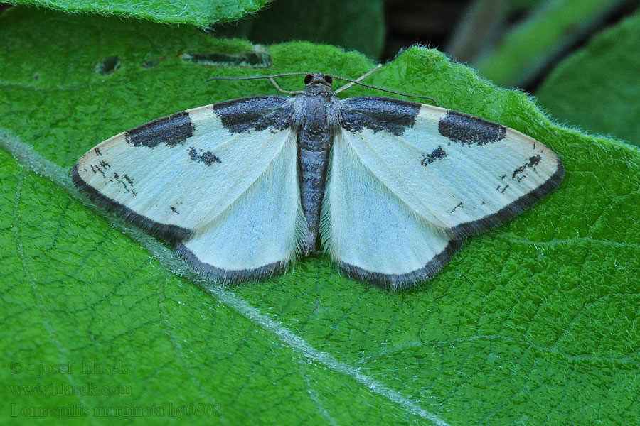 Bordure entrecoupée Lomaspilis marginata