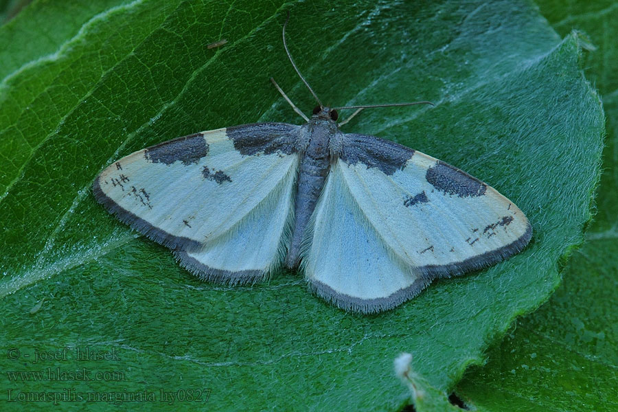 Szegélyes nyárfaaraszoló Lomaspilis marginata