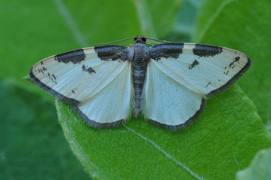 Vogelschmeiss-Spanner Lomaspilis marginata