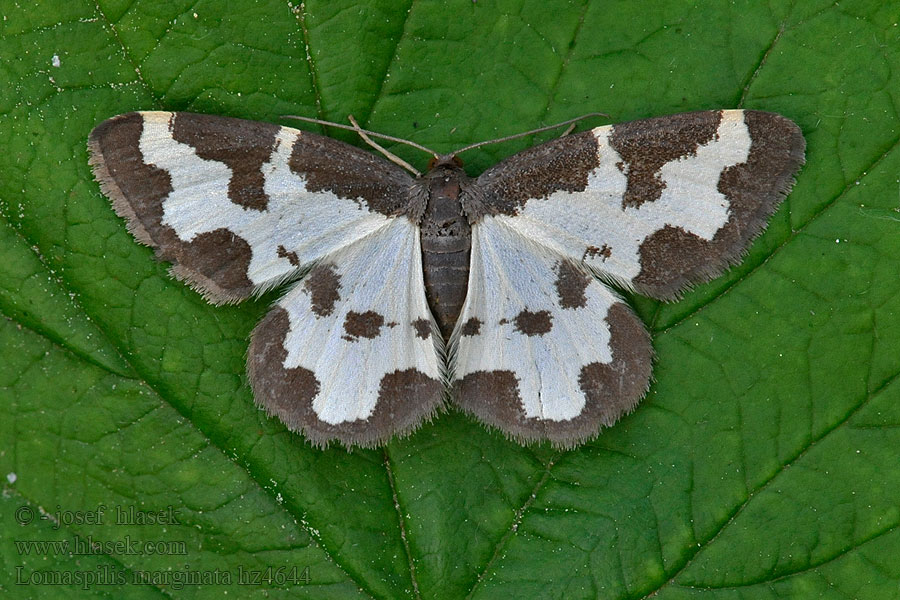 Plamiak nabuczak Lomaspilis marginata