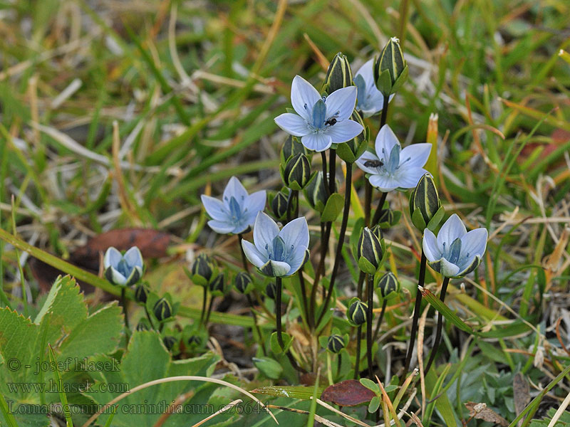 Lomatogonium carinthiacum Hořepnička Tauernblümchen Saumnarben